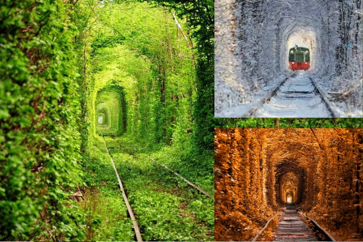 Тунель кохання в Рівненській області в різні пори року